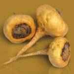 Yellow Maca tuber - Maca Loca