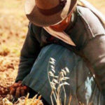 Image of Peru - Maca Loca