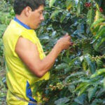 Image of Peru - Maca Loca