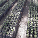 Image of Peru - Maca Loca