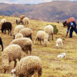 Image of Peru - Maca Loca