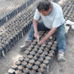 Image of Peru - Maca Loca